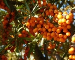 Облепиха - Hippophae