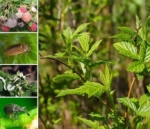 Вредители и болезни садовой малины - Rubus idaeus hort