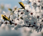 Алыча - Prunus cerasifera