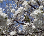 Черешня - Prunus avium