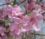 Персик или персидская слива - Prunus persica