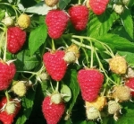 Малина садовая, сорта 1 - Rubus idaeus hort